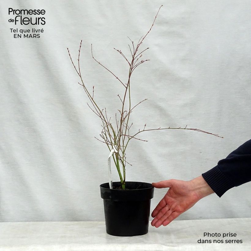 Acer palmatum Beni Shichihenge - Arce japonés Maceta 3L/4LAltura de entrega aprox. 50/60cm Ejemplar entregado en la primavera