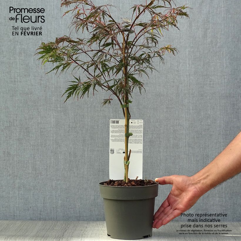 Ejemplar de Erable du Japon - Acer palmatum Inaba-Shidare Pot de 3L/4L entregado en otoño