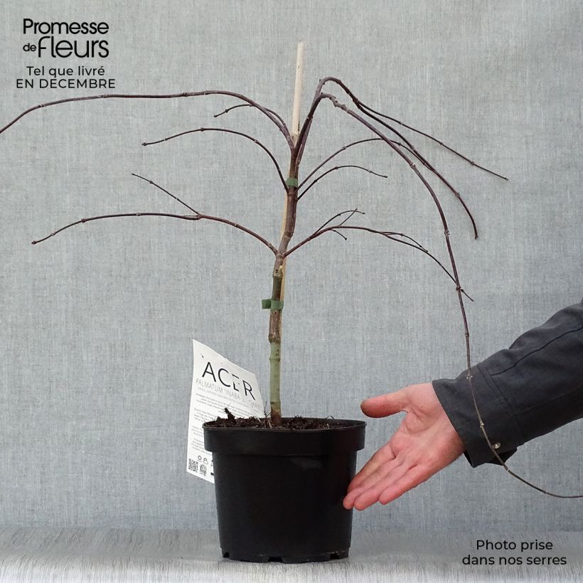 Erable du Japon - Acer palmatum Inaba-Shidare Pot de 3L/4L Ejemplar entregado en invierno