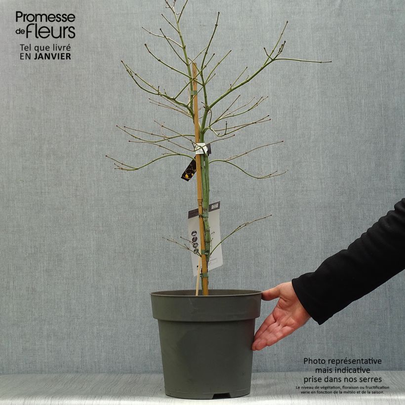 Erable du Japon - Acer palmatum Ornatum Pot de 10L Ejemplar entregado en invierno