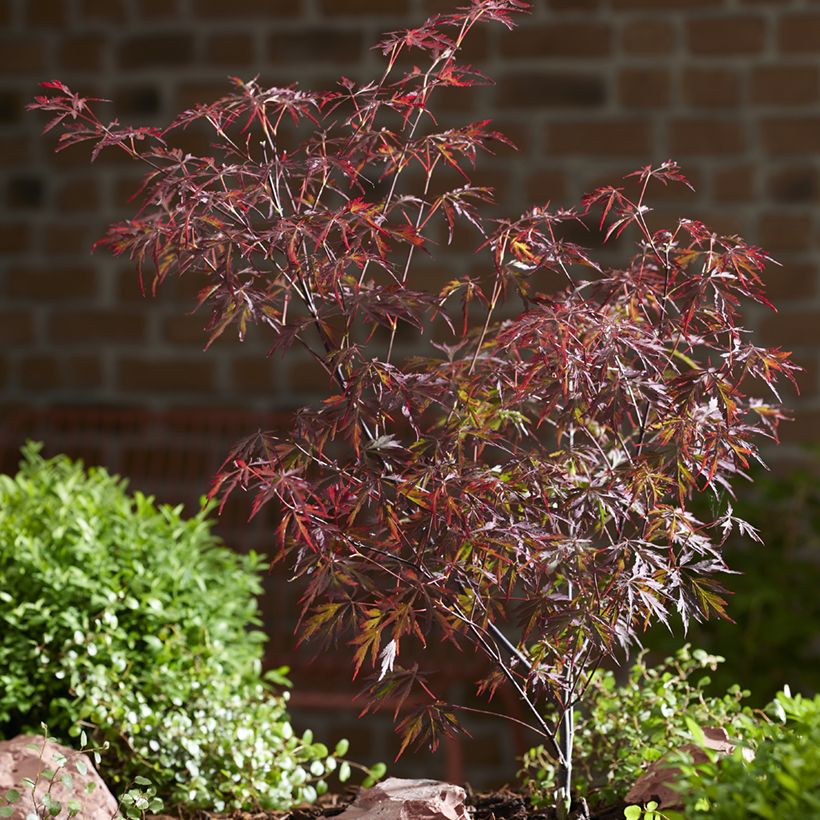 Arce japonés Royal Garnet (Porte)