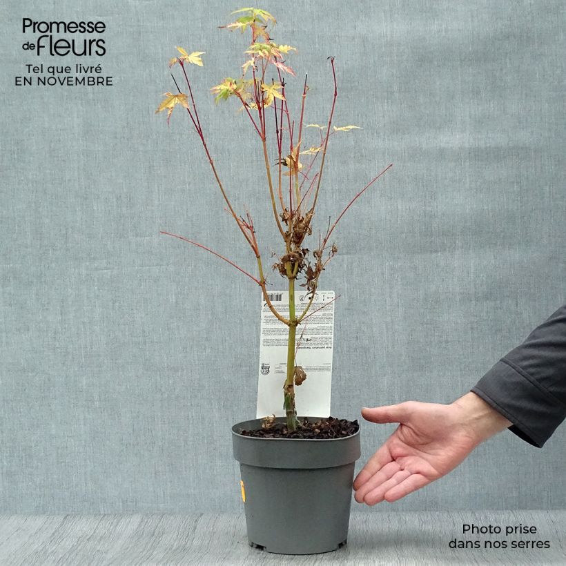 Ejemplar de Erable du Japon - Acer palmatum Sangokaku (Senkaki) en pot de 2L/3L entregado en otoño