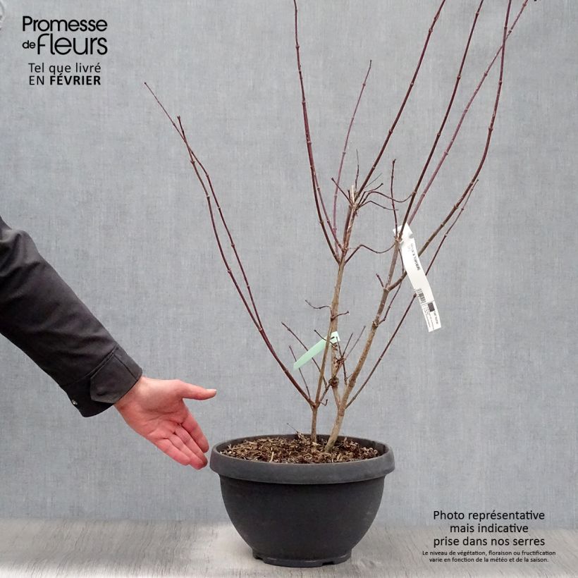 Erable du Japon - Acer palmatum Trompenburg en pot de 6L/7L Ejemplar entregado en invierno