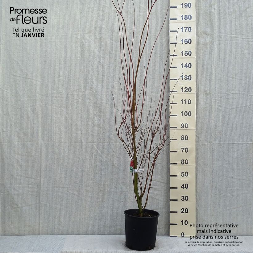 Érable du Japon - Acer palmatum pot 12L 100/125 Ejemplar entregado en invierno