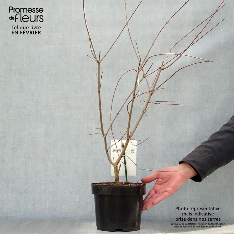 Érable du Japon - Acer palmatum pot 3/4L 50/60cm Ejemplar entregado en invierno