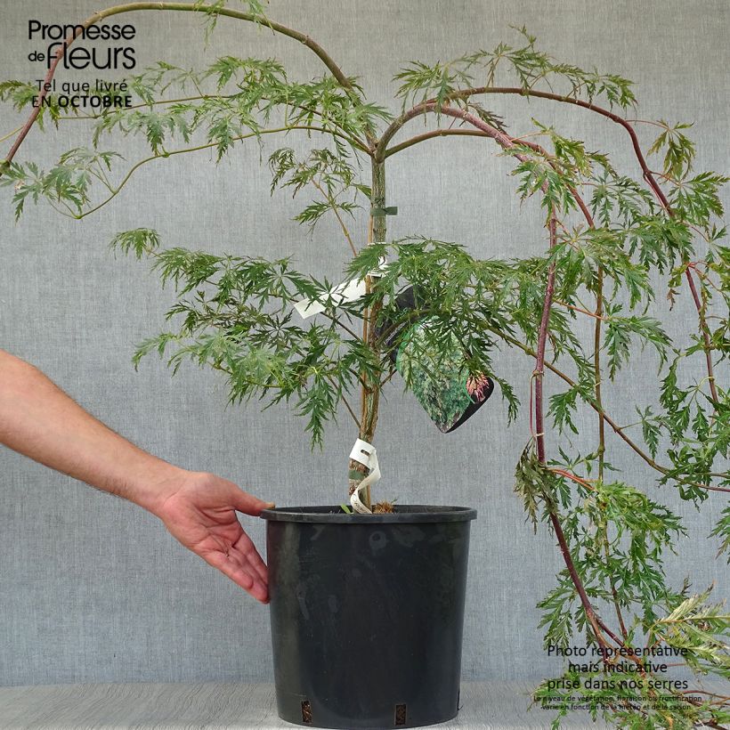 Ejemplar de Erable du Japon - Acer pseudosieboldianum Ice dragon Pot de 12L/15L entregado en otoño