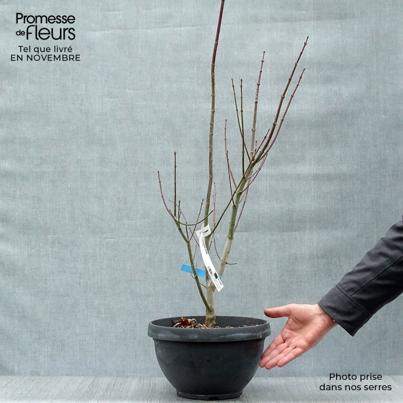 Ejemplar de Erable du Japon - Acer shirasawanum Jordan en coupe de 7,5L/10L entregado en otoño