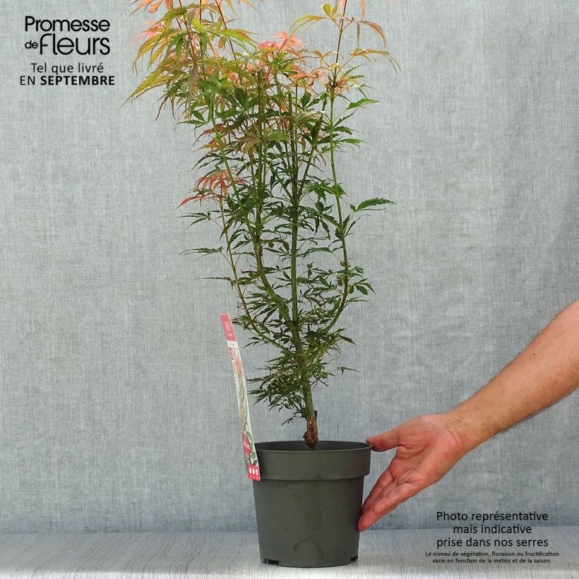 Ejemplar de Érable du Japon Jerre Schwartz - Acer palmatum en pot de 2L/3L entregado en otoño