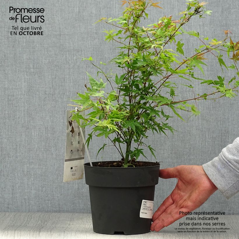 Ejemplar de Érable du Japon Phoenix - Acer palmatum Pot de 2L/3L entregado en otoño