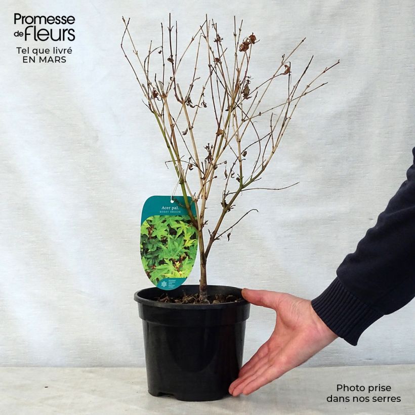 Erable du Japon nain - Acer palmatum Berry Broom Pot de 2L/3L Ejemplar entregado en la primavera