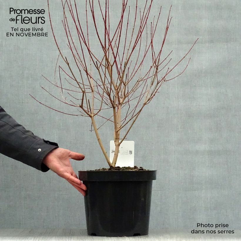 Ejemplar de Erable du fleuve Amour - Acer ginnala Bailey Compact 50/60cm en pot de 10L. entregado en otoño