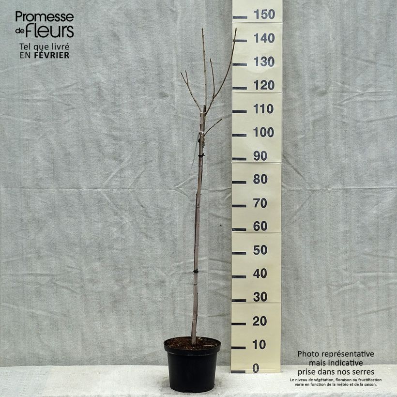 Erable sycomore - Acer pseudoplatanus Brilliantissimum Pot de 4L/5L Ejemplar entregado en invierno