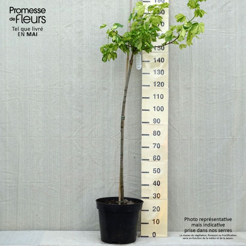 Érable sycomore Leopoldii - Acer pseudoplatanus Pot de 20L Tige Ejemplar entregado en la primavera