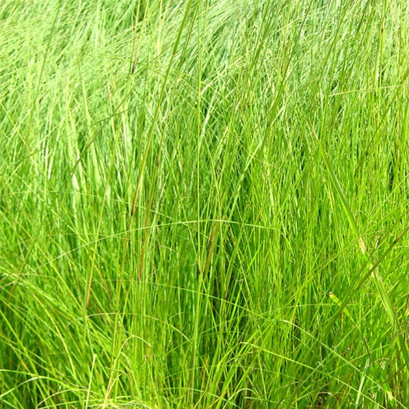 Eragrostis curvula - Pasto amargo (Follaje)