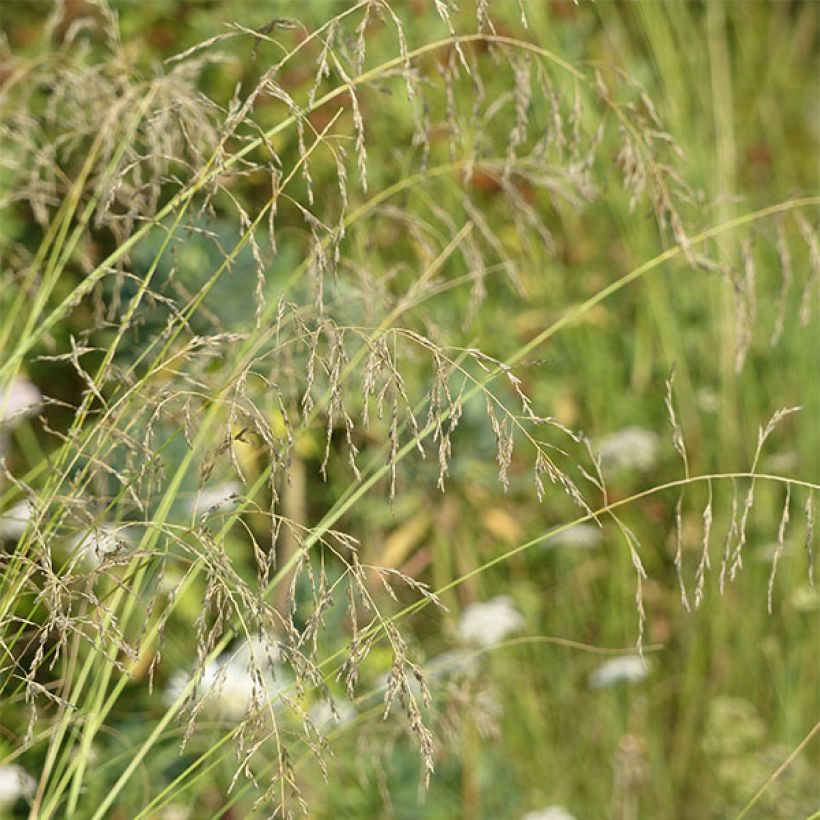 Eragrostis curvula - Pasto amargo (Floración)