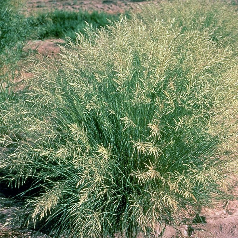 Eragrostis curvula - Pasto amargo (Porte)