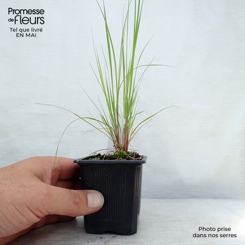 Eragrostis curvula - Pasto amargo Maceta de 8/9 cm Ejemplar entregado en la primavera