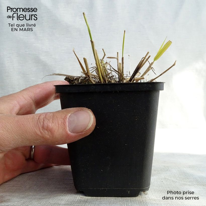 Eragrostis spectabilis Great Plains - Herbe d'amour Godet de 9cm Ejemplar entregado en invierno