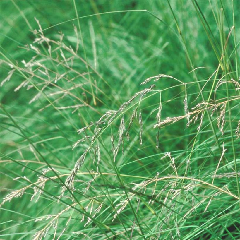 Eragrostis trichodes - Pasto de rabo de zorro (Floración)