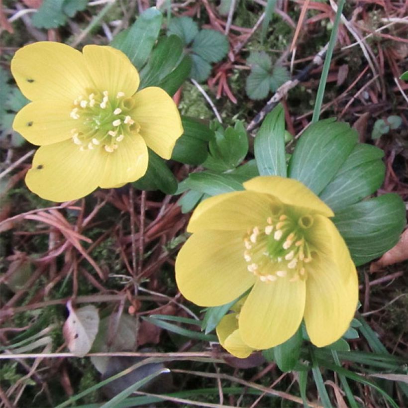 Eranthis hyemalis Schwefelglanz (Floración)