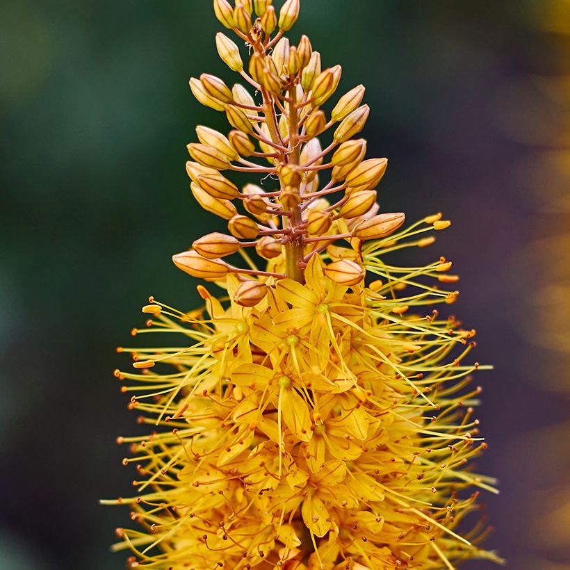 Eremurus Brun (Floración)