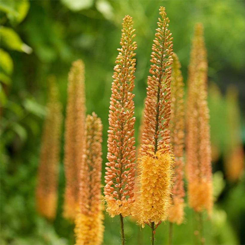 Eremurus Pinokkio (Floración)