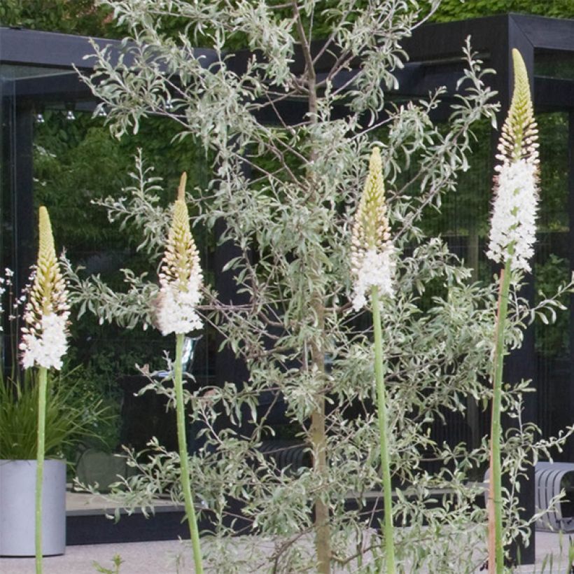 Eremurus White Beauty Favourite (Floración)