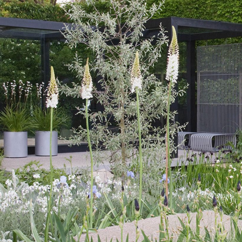 Eremurus White Beauty Favourite (Porte)