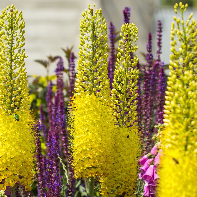 Eremurus bungei - Cola de zorro (Floración)