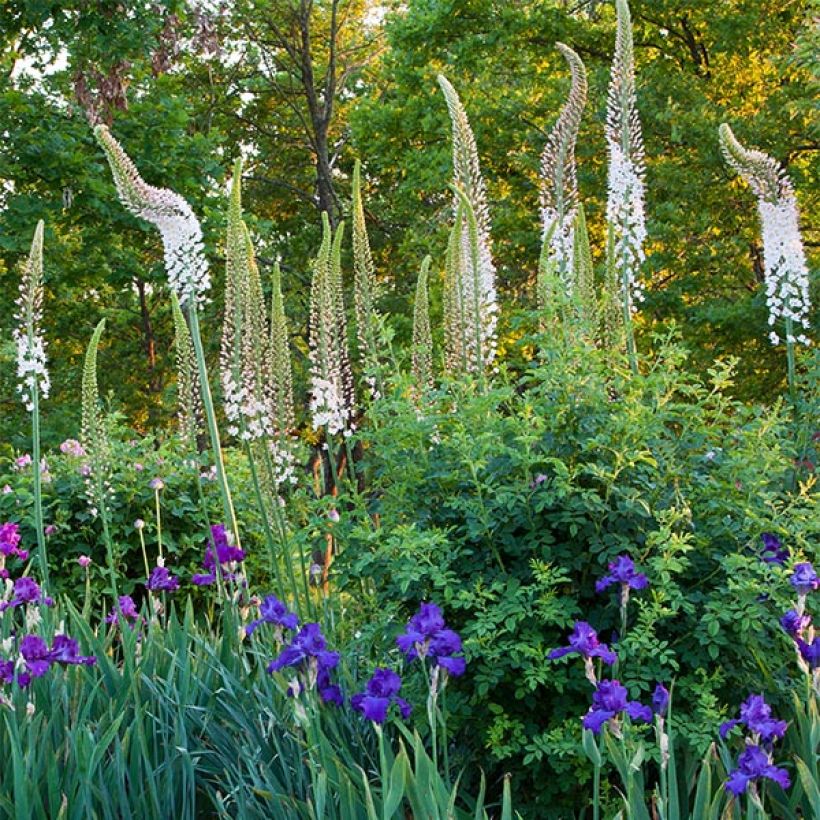 Eremurus himalaïcus - Cola de zorro (Floración)