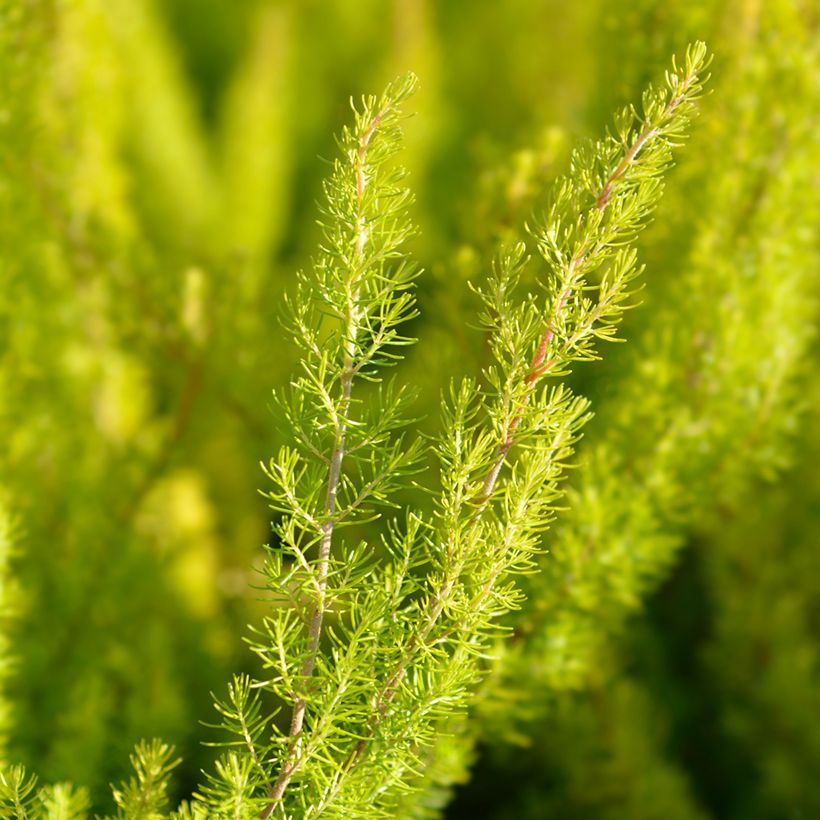 Erica arborea Albert's Gold - Brezo blanco (Follaje)