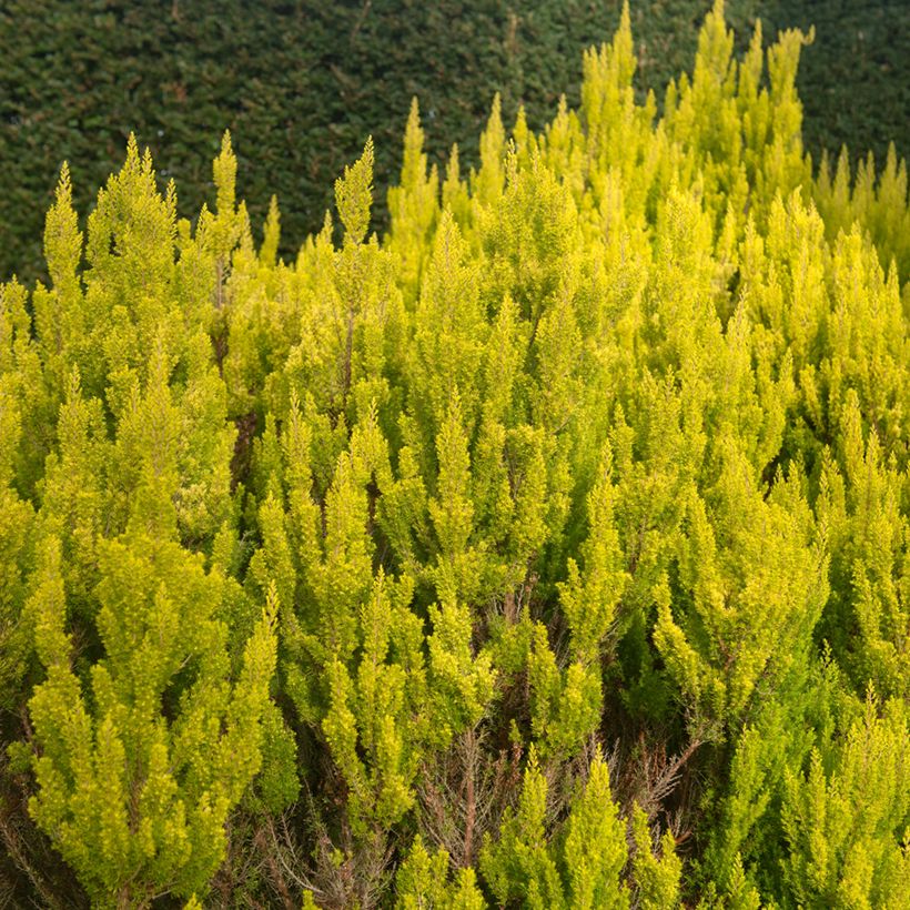 Erica arborea Albert's Gold - Brezo blanco (Porte)