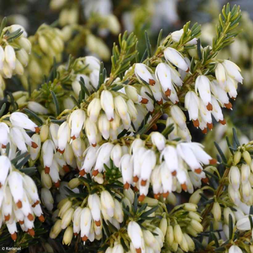 Erica carnea Isabell - Brezo vizcaíno (Floración)