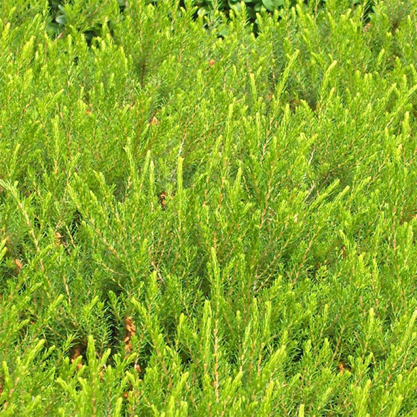 Erica darleyensis Jenny Porter - Brezo rosado (Follaje)