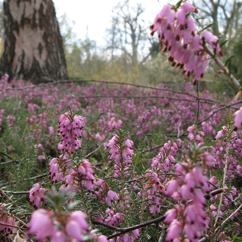 Erica darleyensis Jenny Porter - Brezo rosado (Floración)