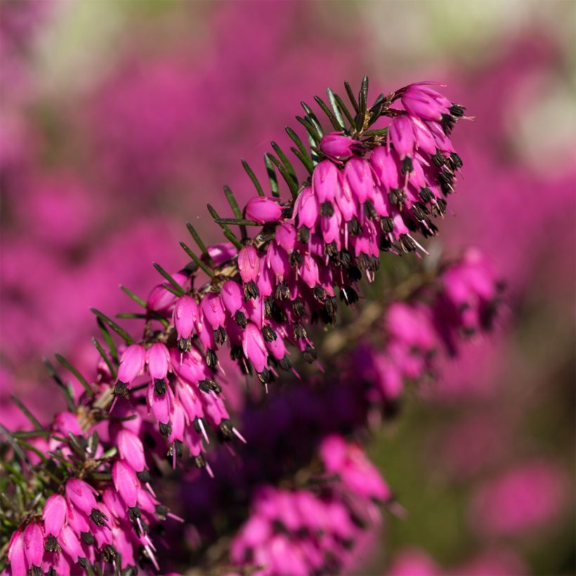 Erica carnea Myreton Ruby - Brezo vizcaíno (Floración)