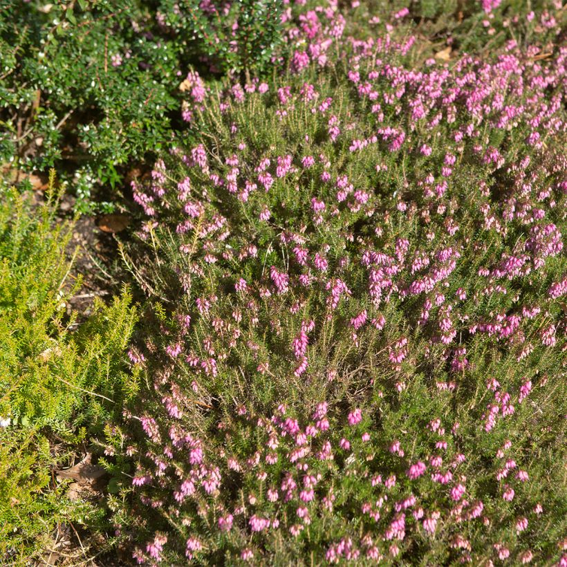 Erica carnea Myreton Ruby - Brezo vizcaíno (Porte)