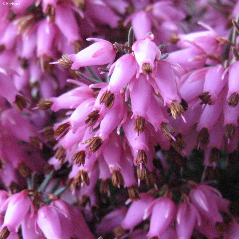 Erica carnea Rosalie - Brezo vizcaíno (Floración)