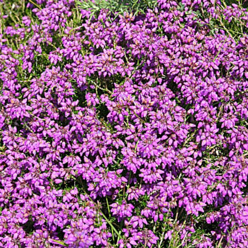 Erica cinerea C.G Best - Brezo ceniciento (Floración)