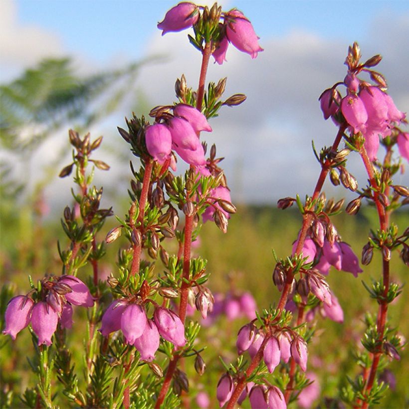 Erica cinerea Rosa Bella - Brezo ceniciento (Floración)