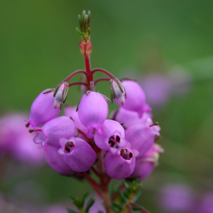 Erica cinerea - Brezo ceniciento (Floración)