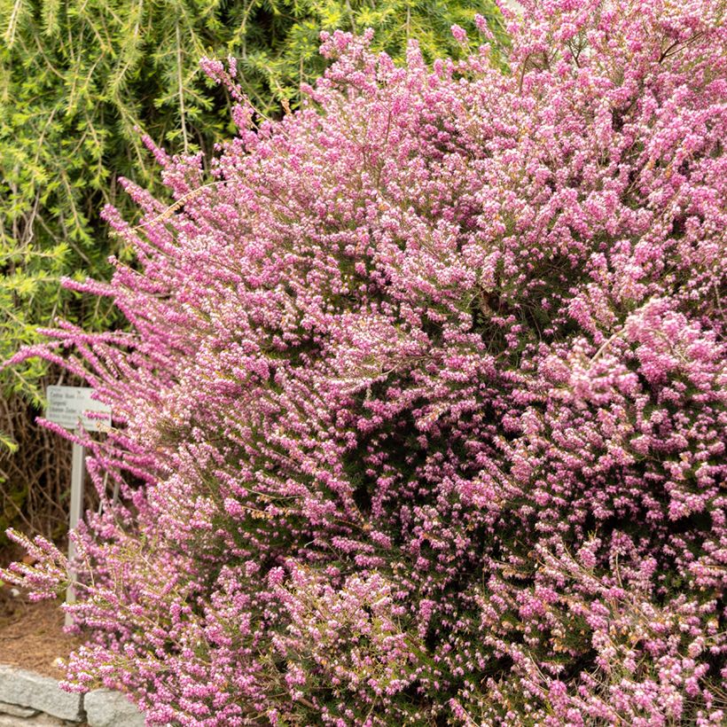 Erica darleyensis Darley Dale - Brezo rosado (Porte)