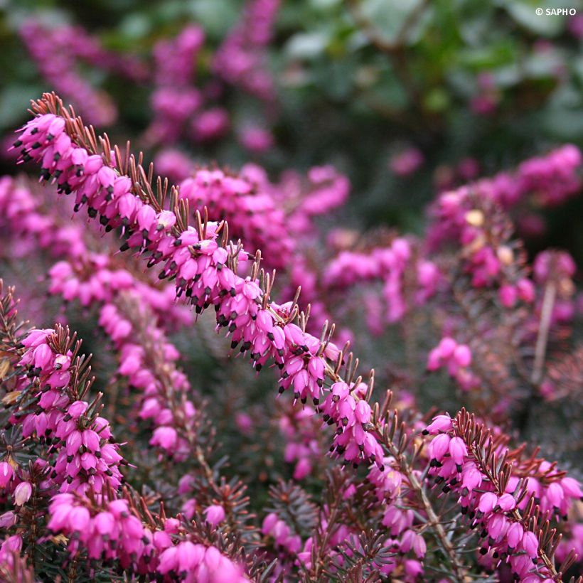 Erica darleyensis Eva Gold - Brezo rosado (Floración)