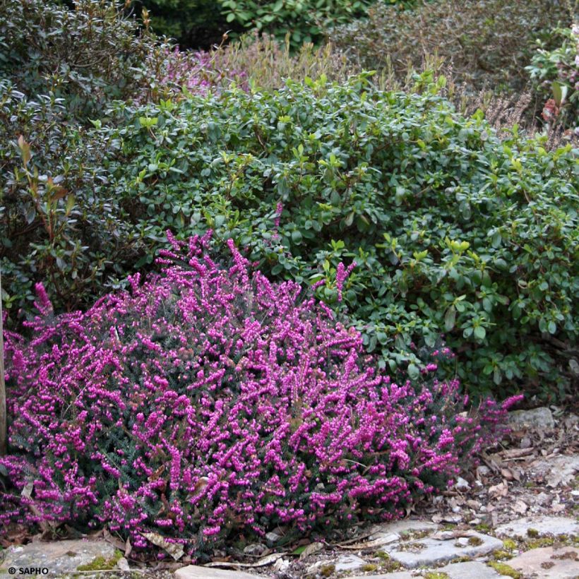 Erica darleyensis Eva Gold - Brezo rosado (Porte)