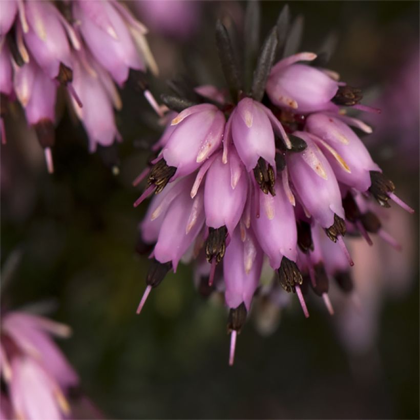 Erica darleyensis Furzey - Brezo rosado (Floración)