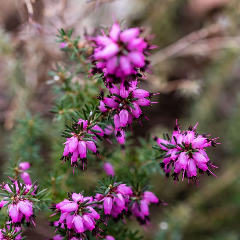 Erica darleyensis J.W. Porter - Brezo rosado (Floración)