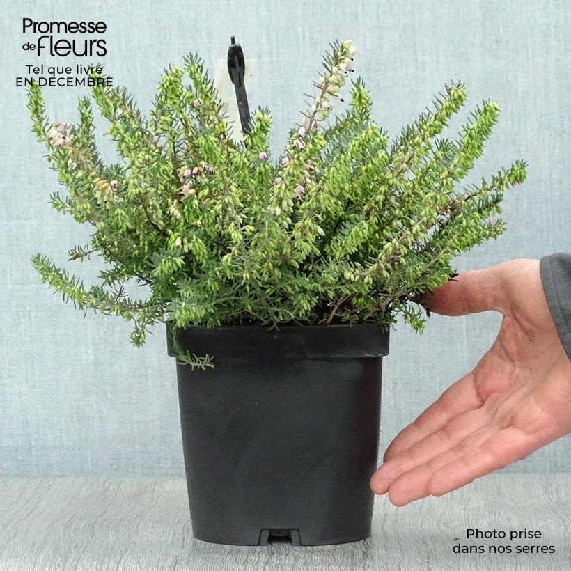 Erica darleyensis Tyann - Bruyère d'hiver Pot de 2L/3L Ejemplar entregado en invierno