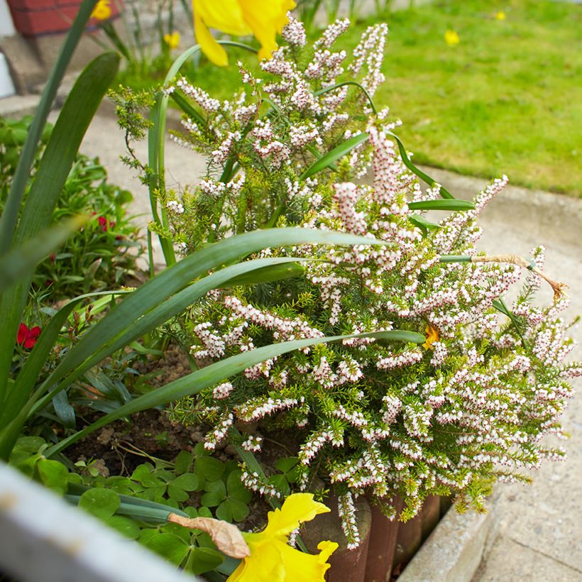 Erica darleyensis White Perfection - Brezo rosado (Porte)