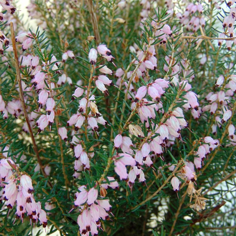 Erica mediterranea - Brezo (Floración)