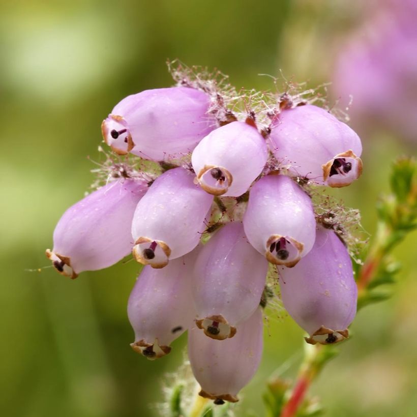 Erica tetralix - Brezo de cuatro estambres (Floración)